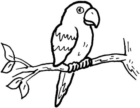 parrot on a branch as a graphic illustration