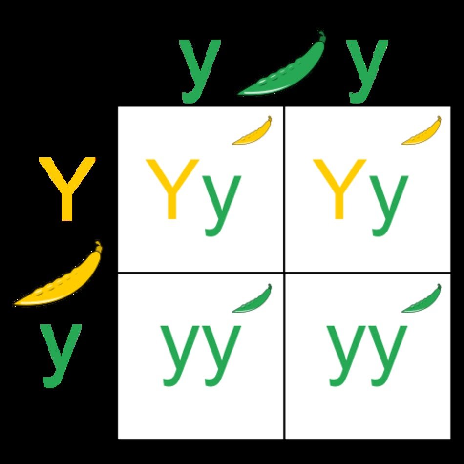 Punnett Square N4