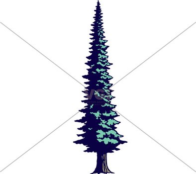 Fir Tree Jpeg