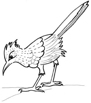 Road Runner Bird Clip Art N8