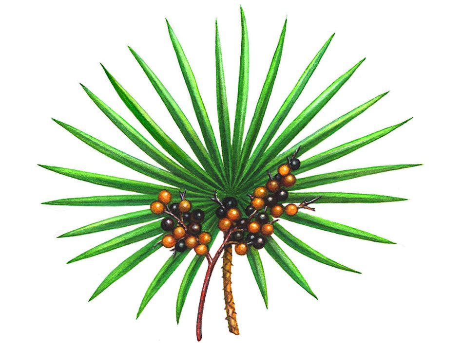 berries of saw palmetto plant