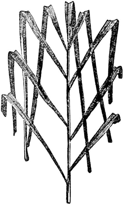 Palm Leaf Clip Art N14