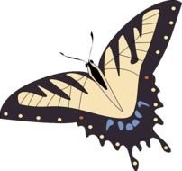 Butterfly Insect Animal Morpho