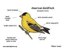 American Goldfinch