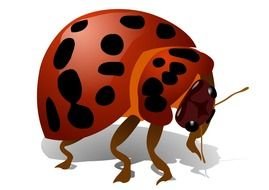 red beetle with black dots