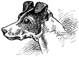 Black And White Dog as graphic illustration