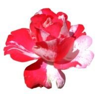 Free Flower Clip Art drawing