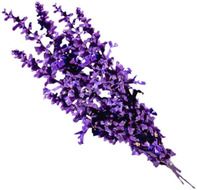Lavender Flower Clip Art N13