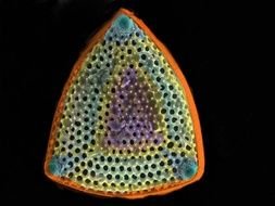 Diatoms Under A Electron Microscope as a picture for clipart