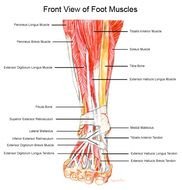 Foot Muscles N2