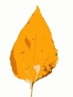 yellow birch leaf on a white background