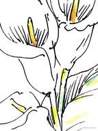 Calla Lily Abstract Art drawing