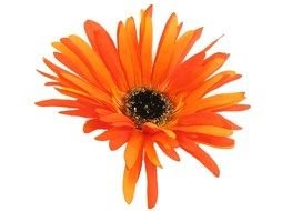 Gerbera Daisy Clip Art drawing