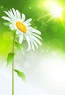 Beautiful Flowers N2