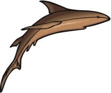 brown Shark drawing