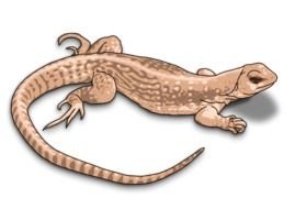 Lizard Clip Art drawing