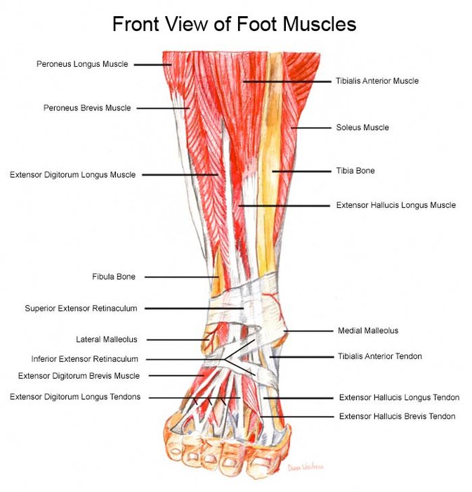 Foot Muscles N2