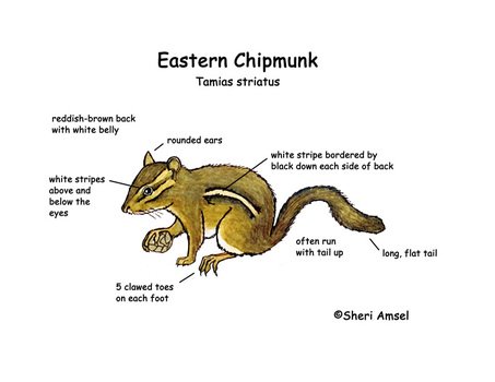Chipmunk Burrow Diagram