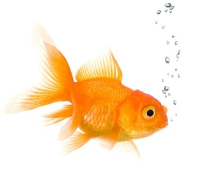 Goldfish N2