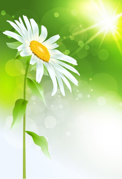 Beautiful Flowers N2