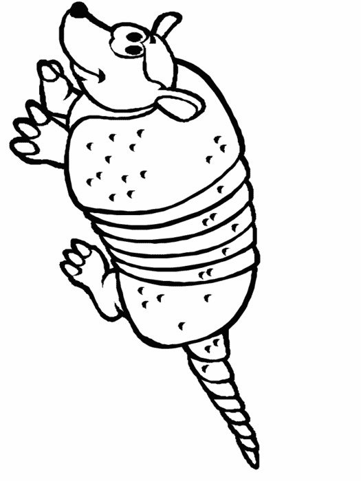 Armadillo as a graphic illustration