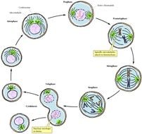 Animal Cell Mitosis Stages