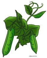 Pea Plant Clip Art N11