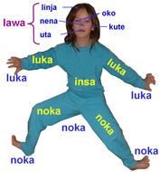 Human Body Parts N9