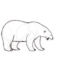 Polar Bear Outline N5