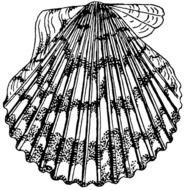 Scallop Shell Clip Art N10