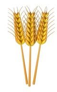 three Wheat Clip Art drawing