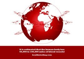 clipart of the Blood Vessel