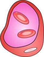 Cartoon Blood Vessel clipart
