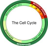 Cell Cycle Diagram