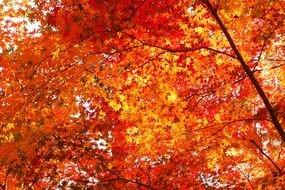 autumn leaves photo