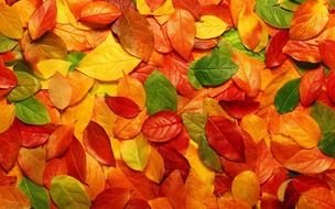 Colorful autumn leaves on the ground in autumn