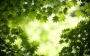 many Green Maple Leaves