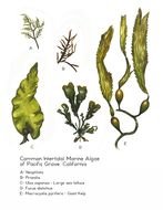 Marine Algae