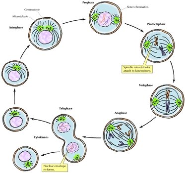 Animal Cell Mitosis Stages free image download