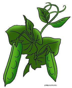 Pea Plant Clip Art N11