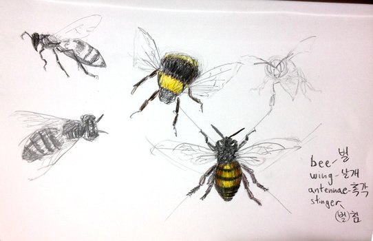İllustration of Bumble Bee Sketches
