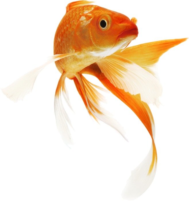 Fish as a picture for a clipart