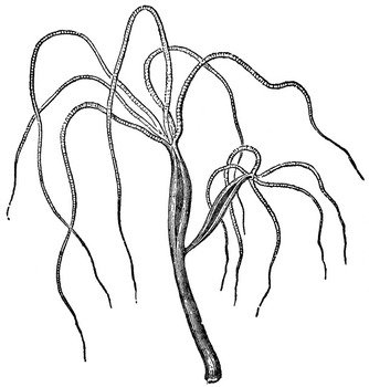 Hydra Drawings N2