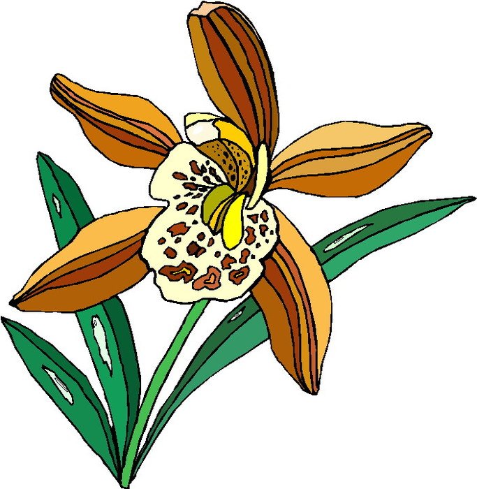 Plant Clip Art N53
