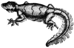 Black and white Clipart of Gecko