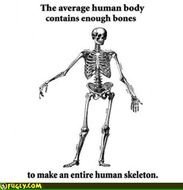 How Many Bones In The Human Body