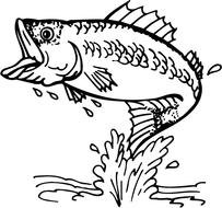 Bass Fish Clip Art N29