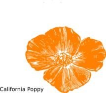 Peach Flower Clip Art N7