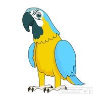 Blue And Yellow Macaw N3