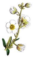 white Wildflower, botanical illustration